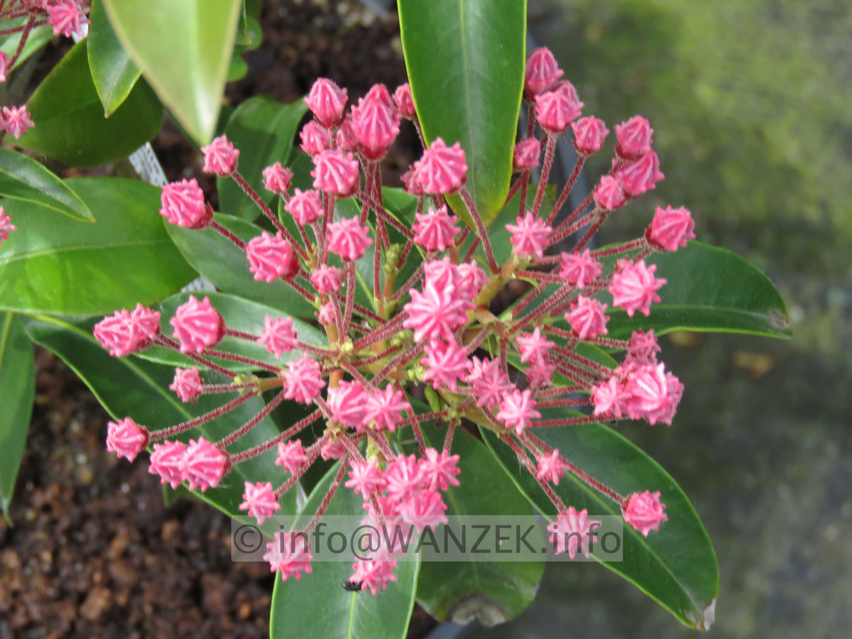 Kalmia latifolia Moyland 004.JPG